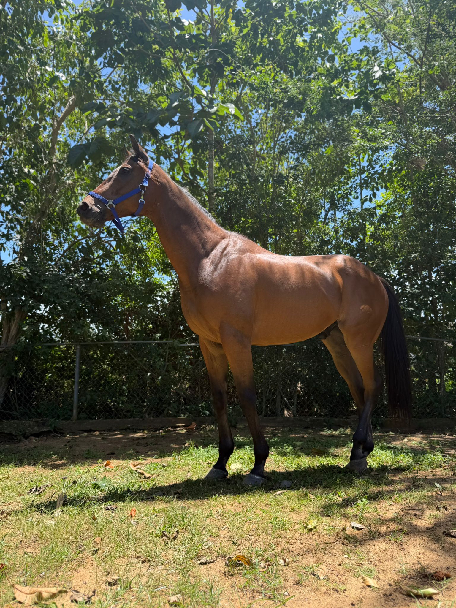 Caballo 1