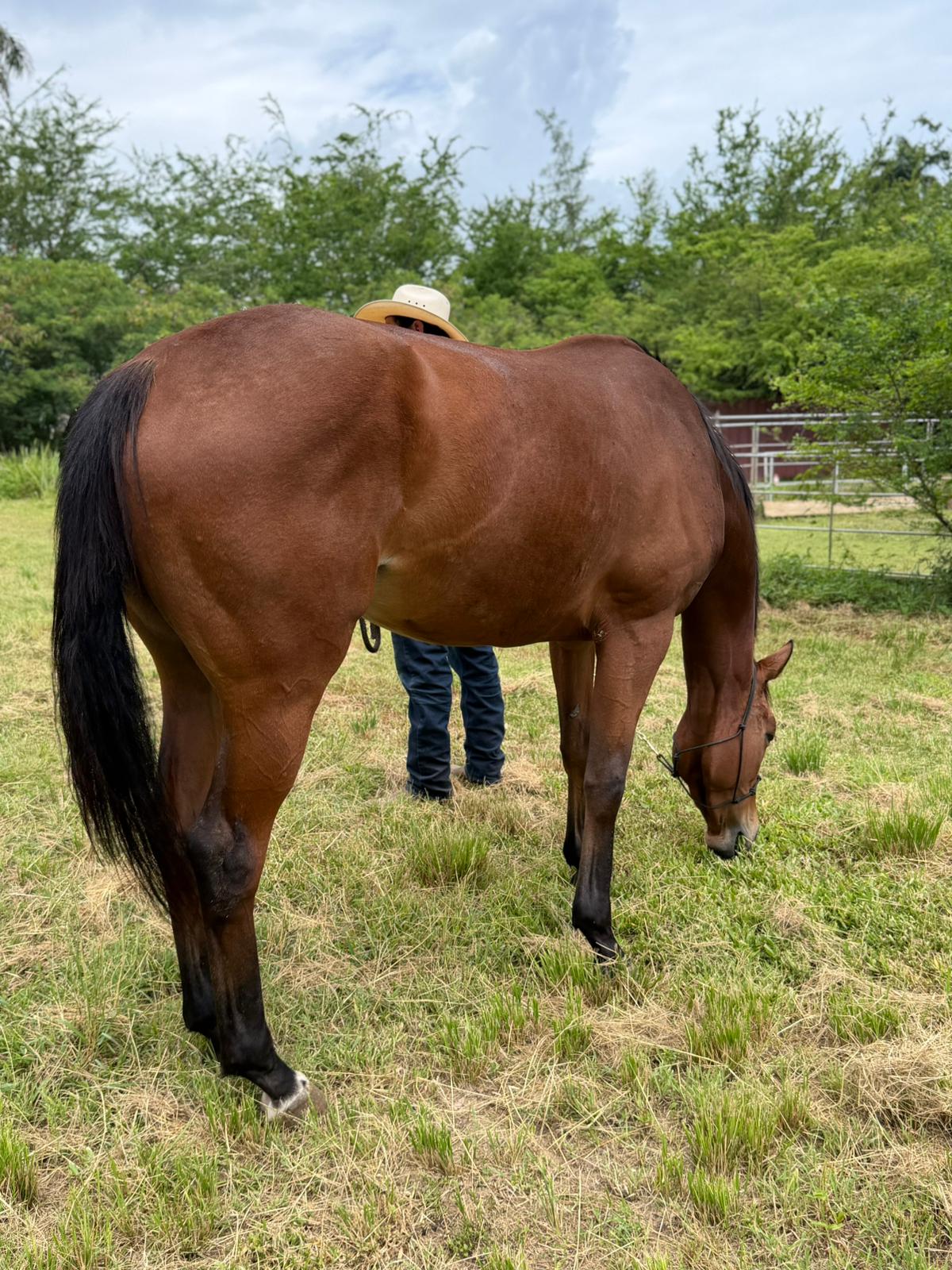 Caballo 2